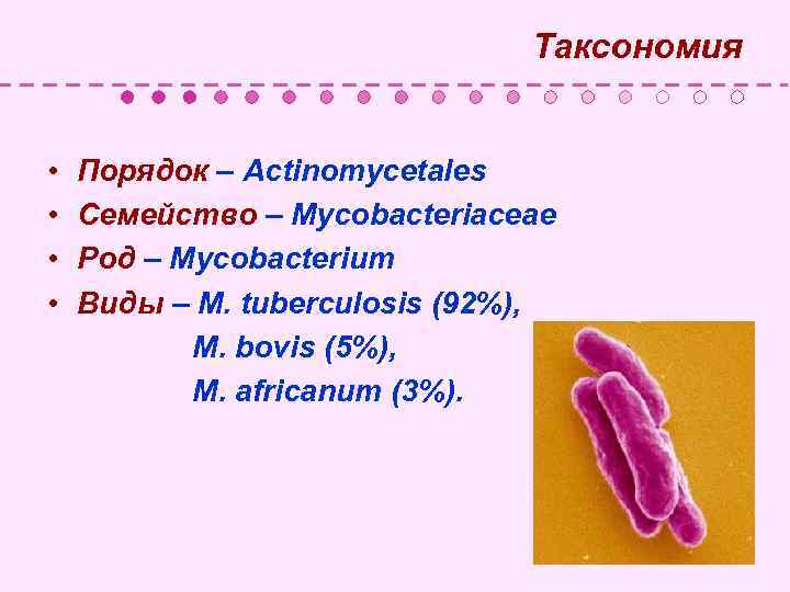  Таксономия • Порядок – Actinomycetales • Семейство – Mycobacteriaceae • Род – Mycobacterium