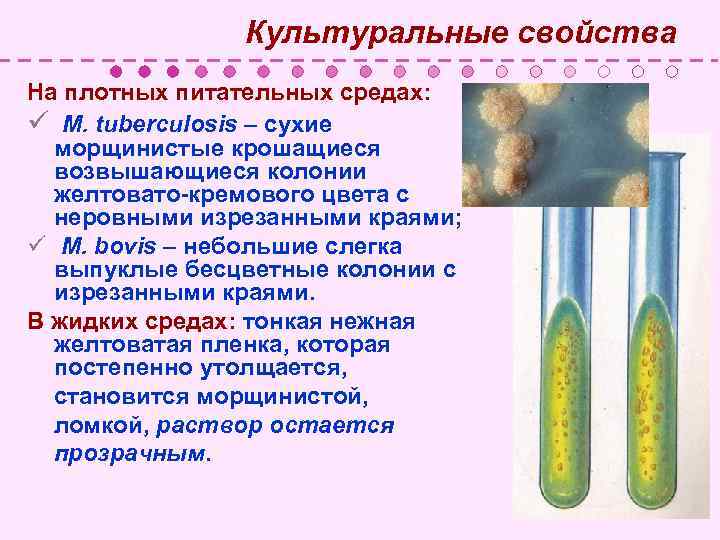  Культуральные свойства На плотных питательных средах: ü M. tuberculosis – сухие морщинистые крошащиеся