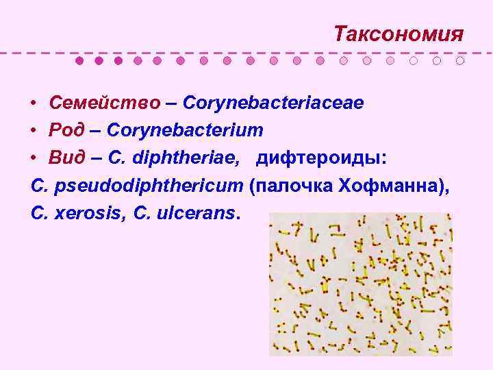  Таксономия • Семейство – Corynebacteriaceae • Род – Corynebacterium • Вид – C.