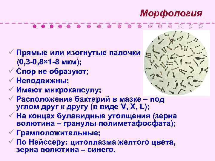  Морфология ü Прямые или изогнутые палочки (0, 3 -0, 8× 1 -8 мкм);