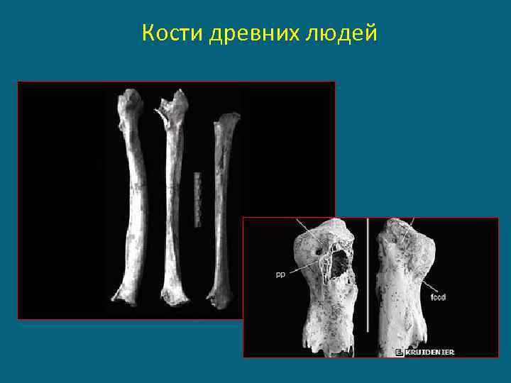 Кости древних людей 