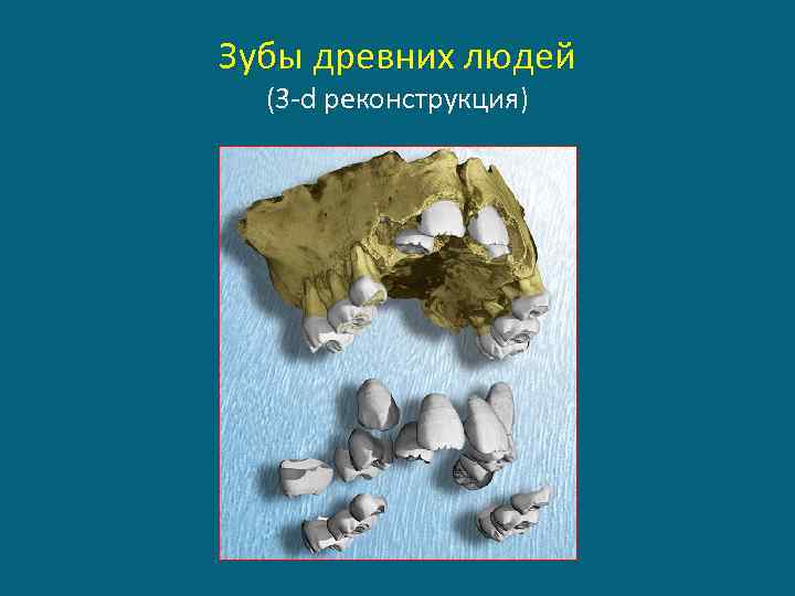 Зубы древних людей (3 -d реконструкция) 