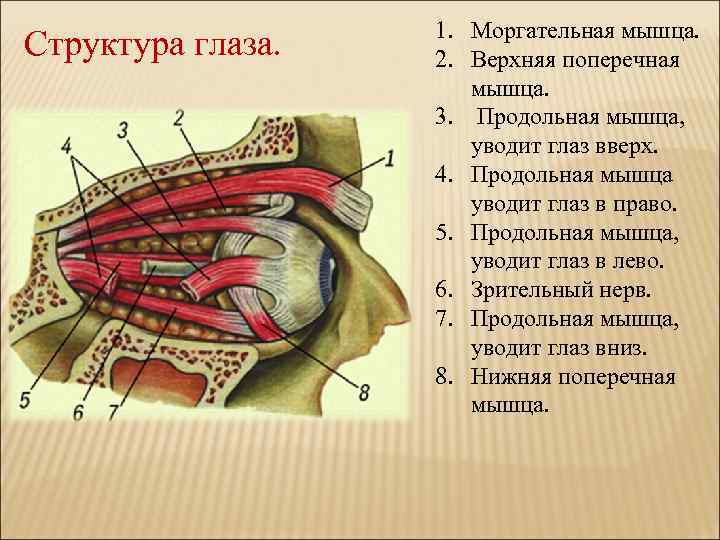 Продольные мышцы фото