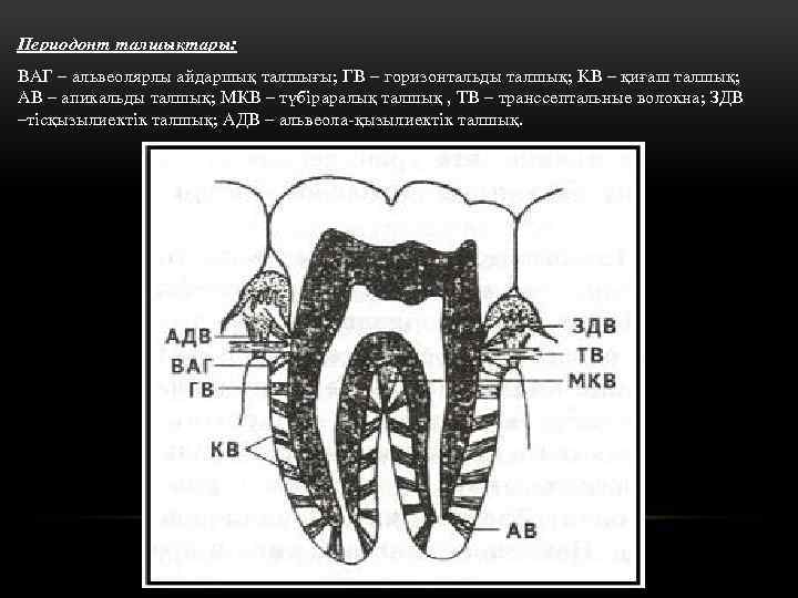 Периодонт талшықтары: ВАГ – альвеолярлы айдаршық талшығы; ГВ – горизонтальды талшық; KB – қиғаш