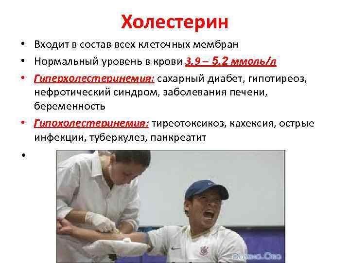 Холестерин Входит в состав всех клеточных мембран Нормальный уровень в крови 3, 9 –