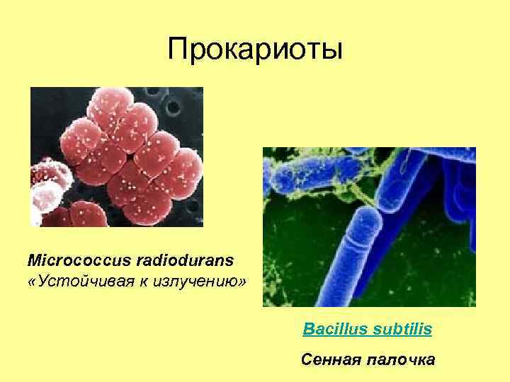 Прокариоты Micrococcus radiodurans «Устойчивая к излучению» Bacillus subtilis Сенная палочка 