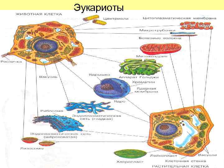 Эукариоты 