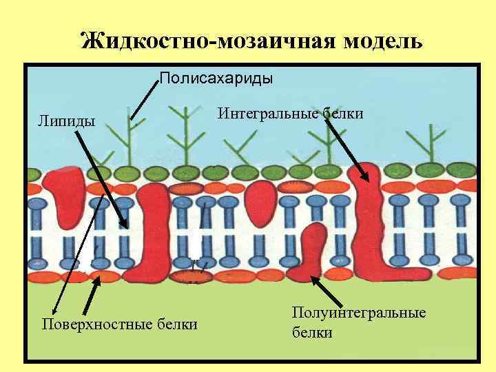 Жидкостно-мозаичная модель Полисахариды Липиды Поверхностные белки Интегральные белки Полуинтегральные белки 