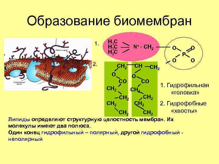 Образование биомембран 1. Н 3 С 2. N+ - CH 2 O P CH