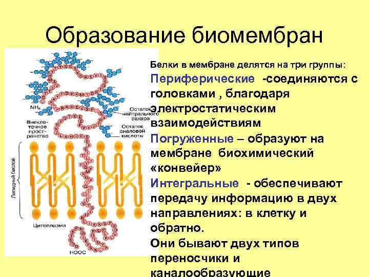 Образование биомембран Белки в мембране делятся на три группы: Периферические -соединяются с головками ,