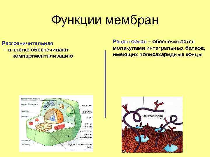Функции мембран Разграничительная – в клетке обеспечивают компартментализацию Рецепторная – обеспечивается молекулами интегральных белков,