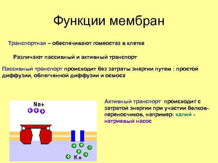 Функции мембран Транспортная – обеспечивают гомеостаз в клетке Различают пассивный и активный транспорт Пассивный