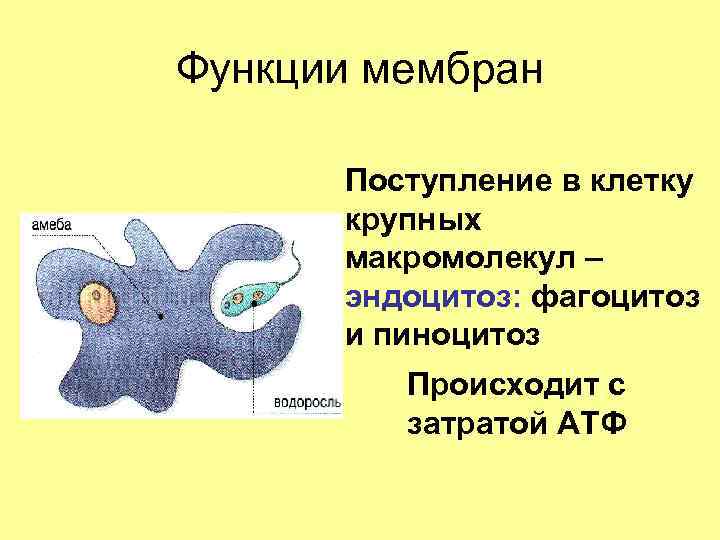 Функции мембран Поступление в клетку крупных макромолекул – эндоцитоз: фагоцитоз и пиноцитоз Происходит с
