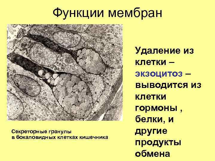 Функции мембран Секреторные гранулы в бокаловидных клетках кишечника Удаление из клетки – экзоцитоз –