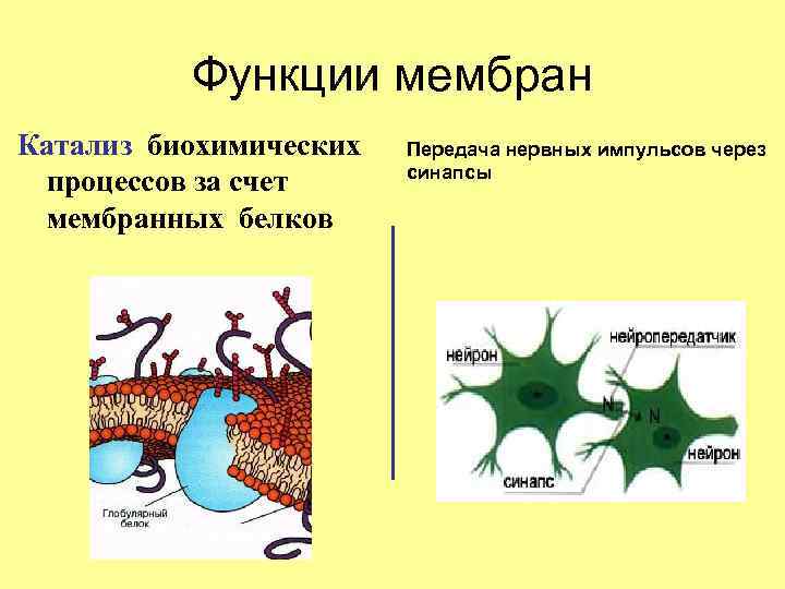 Функции мембран Катализ биохимических процессов за счет мембранных белков Передача нервных импульсов через синапсы