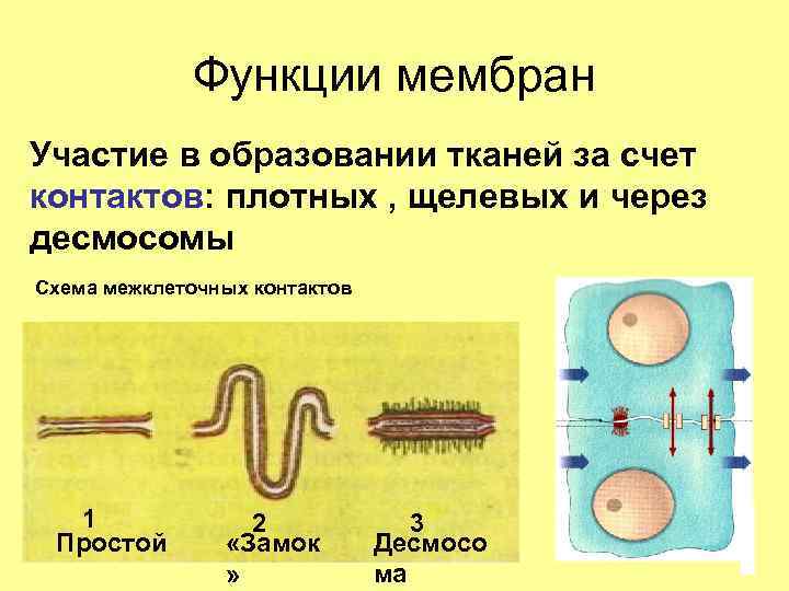 Функции мембран Участие в образовании тканей за счет контактов: плотных , щелевых и через