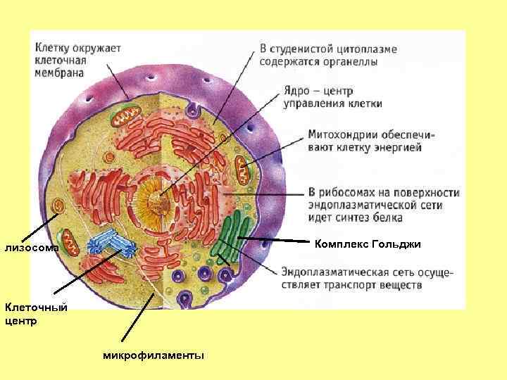 Комплекс Гольджи лизосома Клеточный центр микрофиламенты 