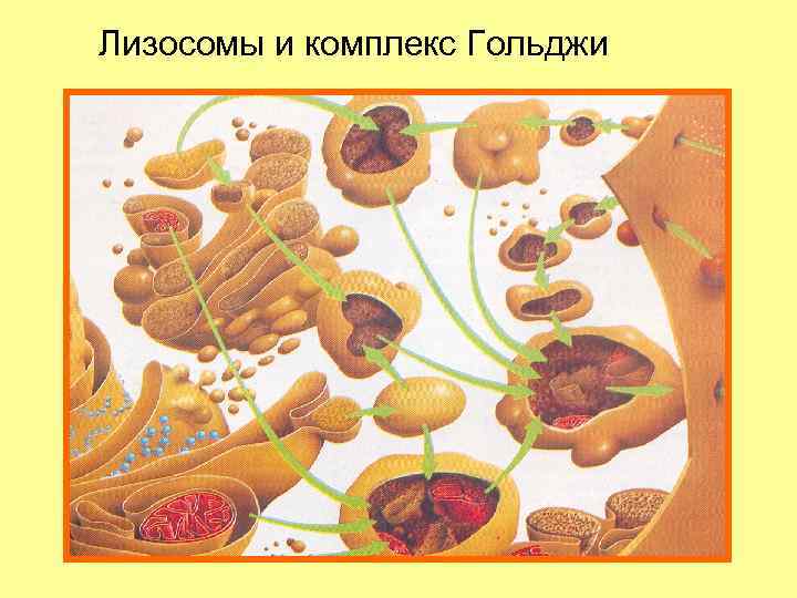 Лизосомы и комплекс Гольджи 
