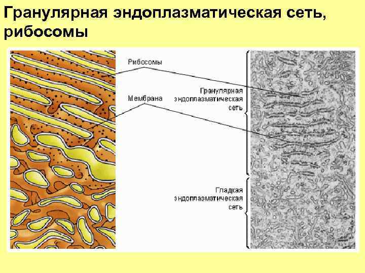 Гранулярная эндоплазматическая сеть, рибосомы 