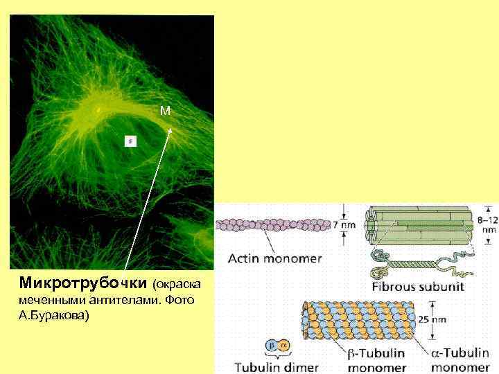 М Микротрубочки (окраска меченными антителами. Фото А. Буракова) 