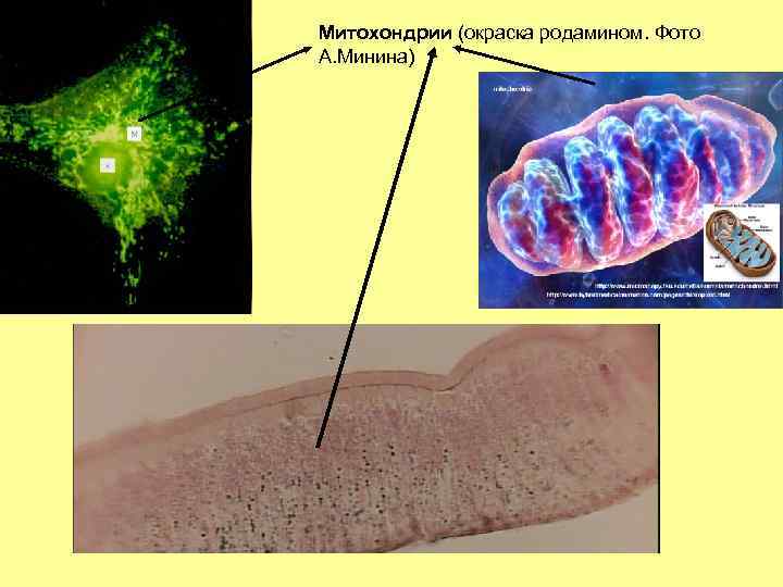 Митохондрии (окраска родамином. Фото А. Минина) 