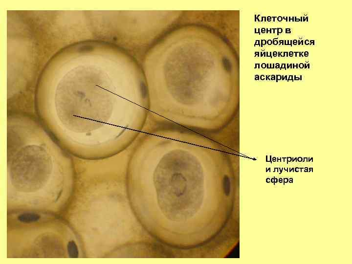 Клеточный центр в дробящейся яйцеклетке лошадиной аскариды Центриоли и лучистая сфера 