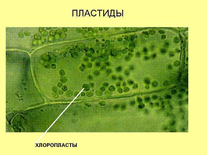 ПЛАСТИДЫ ХЛОРОПЛАСТЫ 