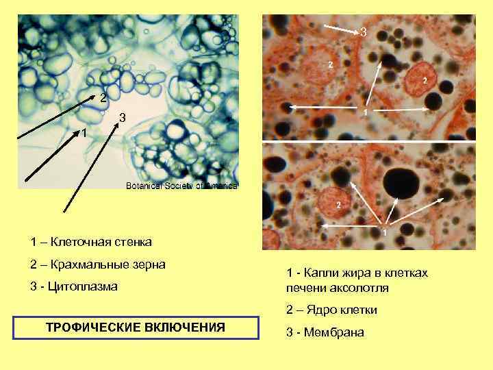 3 2 3 1 1 – Клеточная стенка 2 – Крахмальные зерна 3 -
