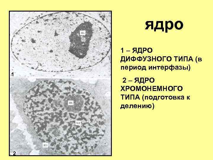 ядро 1 – ЯДРО ДИФФУЗНОГО ТИПА (в период интерфазы) 1 2 2 – ЯДРО