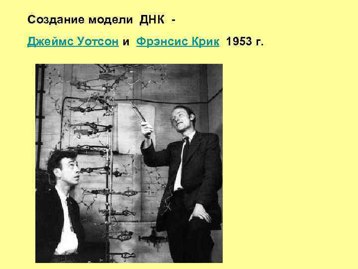 Создание модели ДНК Джеймс Уотсон и Фрэнсис Крик 1953 г. 