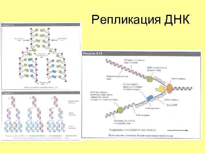 Репликация ДНК 