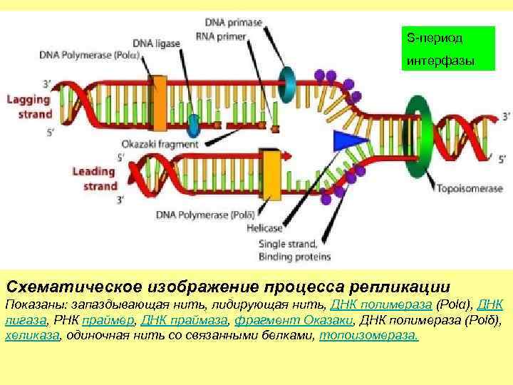 S-период интерфазы Схематическое изображение процесса репликации Показаны: запаздывающая нить, лидирующая нить, ДНК полимераза (Polα),