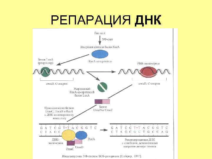РЕПАРАЦИЯ ДНК 