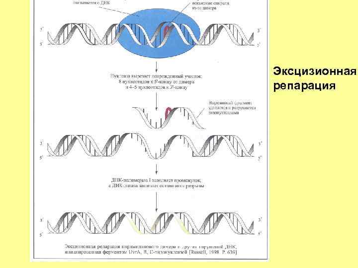Эксцизионная репарация 