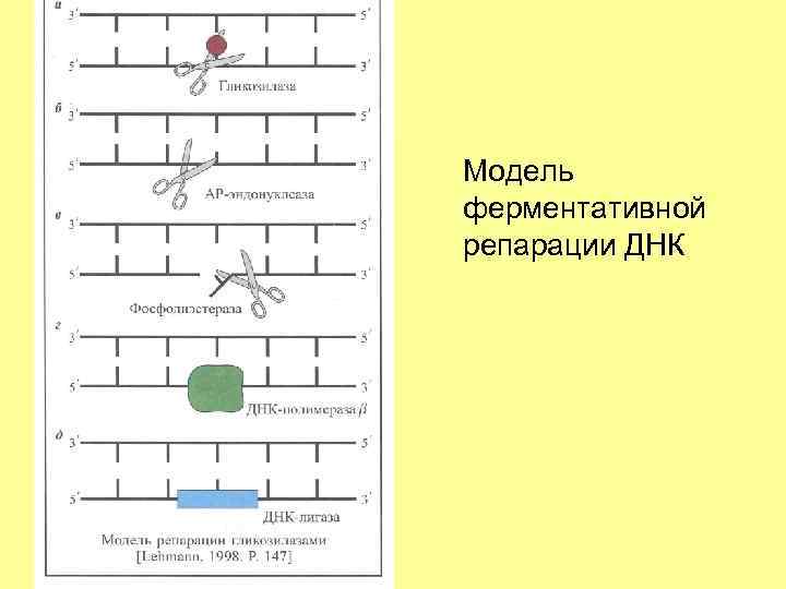 Модель ферментативной репарации ДНК 