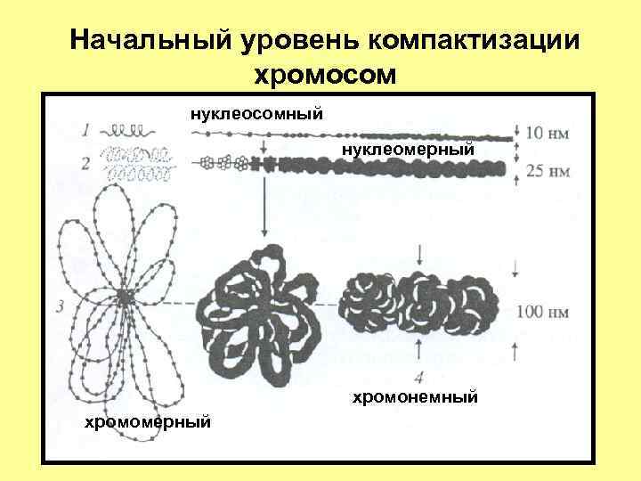 Начальный уровень компактизации хромосом нуклеосомный нуклеомерный хромонемный хромомерный 