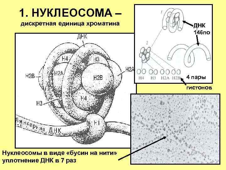 1. НУКЛЕОСОМА – дискретная единица хроматина ДНК 146 по 4 пары гистонов Нуклеосомы в