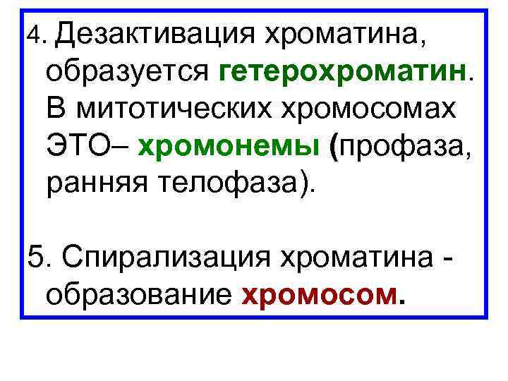 4. Дезактивация хроматина, образуется гетерохроматин. В митотических хромосомах ЭТО– хромонемы (профаза, ранняя телофаза). 5.