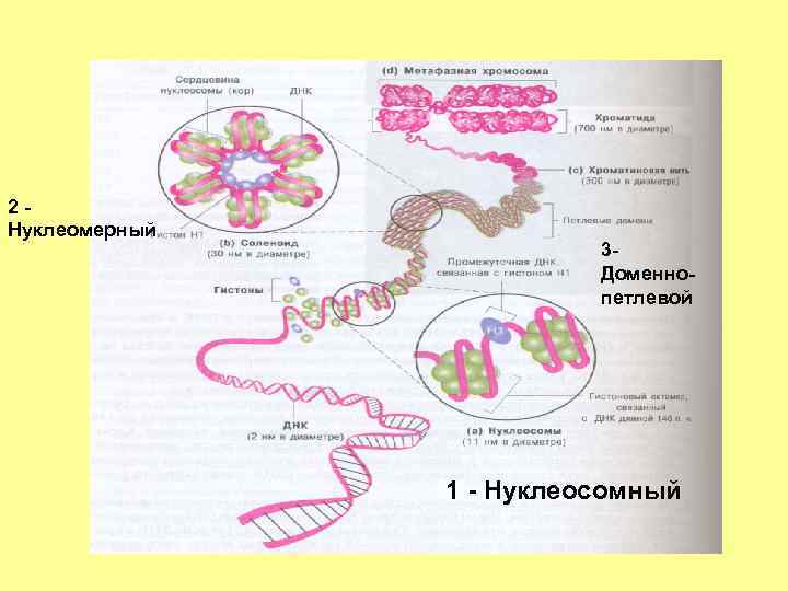 2 Нуклеомерный 3 - Доменнопетлевой 1 - Нуклеосомный 