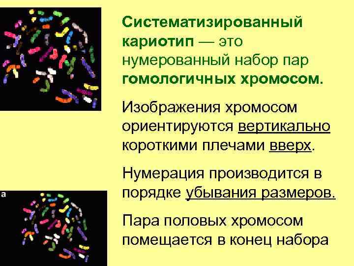 Систематизированный кариотип — это нумерованный набор пар гомологичных хромосом. Изображения хромосом ориентируются вертикально короткими
