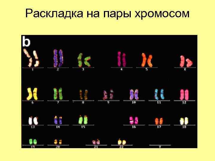 Раскладка на пары хромосом 