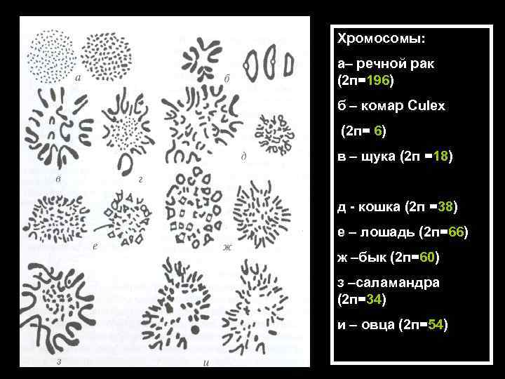 Хромосомы: а– речной рак (2 п=196) б – комар Culex (2 п= 6) в