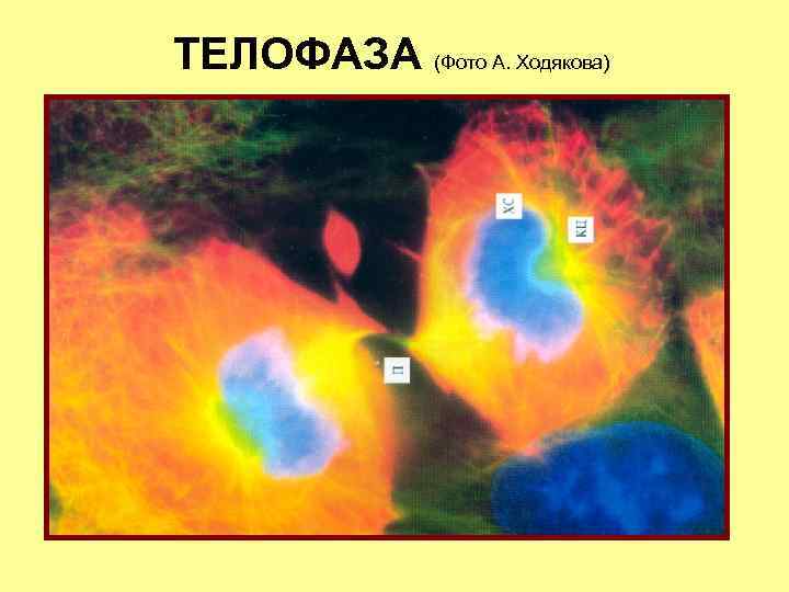 ТЕЛОФАЗА (Фото А. Ходякова) 