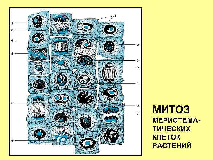 МИТОЗ МЕРИСТЕМАТИЧЕСКИХ КЛЕТОК РАСТЕНИЙ 