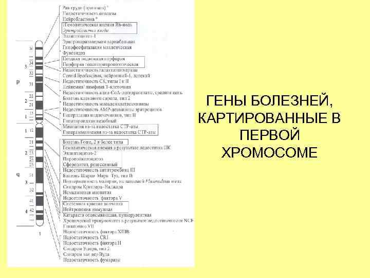 ГЕНЫ БОЛЕЗНЕЙ, КАРТИРОВАННЫЕ В ПЕРВОЙ ХРОМОСОМЕ 