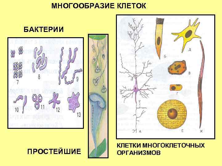МНОГООБРАЗИЕ КЛЕТОК БАКТЕРИИ ПРОСТЕЙШИЕ КЛЕТКИ МНОГОКЛЕТОЧНЫХ ОРГАНИЗМОВ 