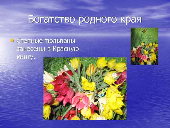 Богатство родного края • Степные тюльпаны занесены в Красную книгу. 