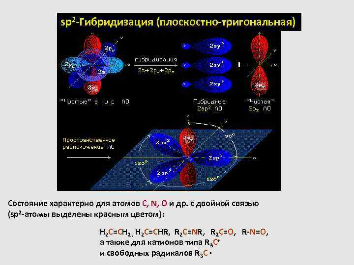 sp 2 -Гибридизация (плоскостно-тригональная) Состояние характерно для атомов С, N, O и др. с