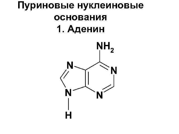 Пуриновые нуклеиновые основания 1. Аденин 