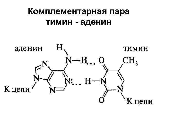Комплементарная пара тимин - аденин 